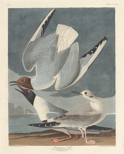 Bonapartemöwe von Robert Havell after John James Audubon