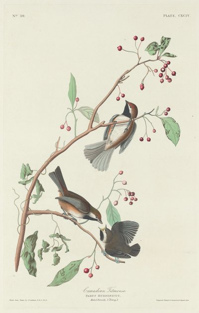 Kanadameise von Robert Havell after John James Audubon