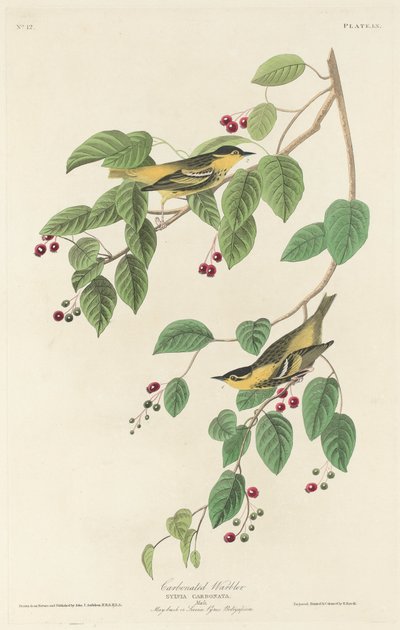 Kohlmeise von Robert Havell after John James Audubon