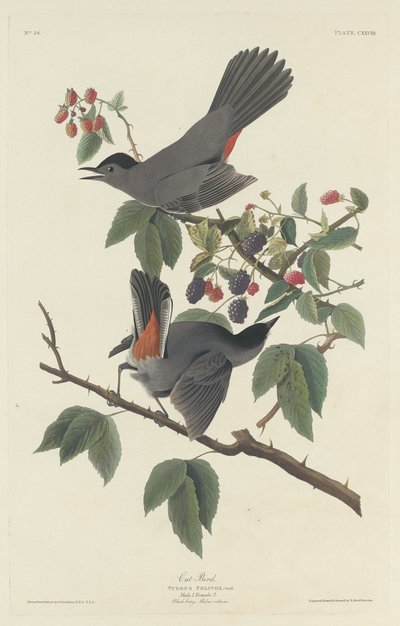 Katzenvogel von Robert Havell after John James Audubon