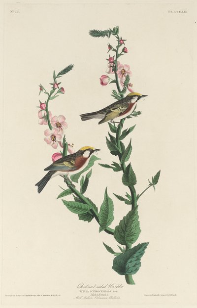 Kastanienwaldsänger von Robert Havell after John James Audubon