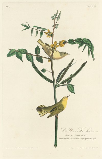 Kinderzaunkönig von Robert Havell after John James Audubon