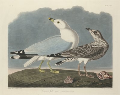 Möwe von Robert Havell after John James Audubon
