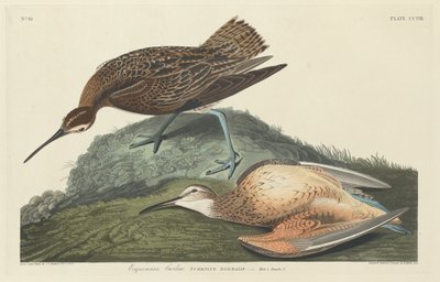 Eskimo-Brachvogel von Robert Havell after John James Audubon