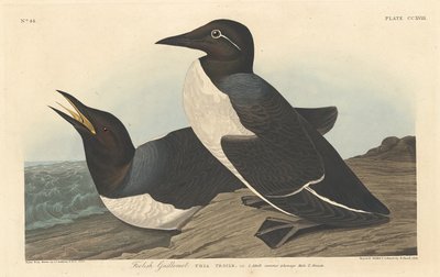 Törichter Lummen von Robert Havell after John James Audubon