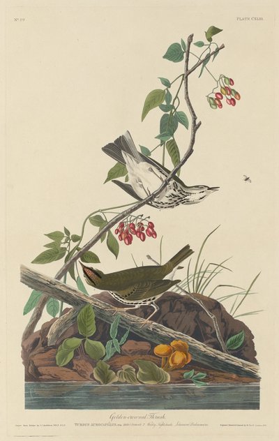 Goldkronen-Waldsänger von Robert Havell after John James Audubon