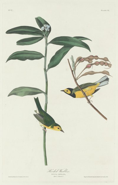 Kapuzensänger von Robert Havell after John James Audubon