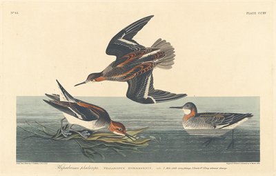 Hyperboreischer Phalarope von Robert Havell after John James Audubon