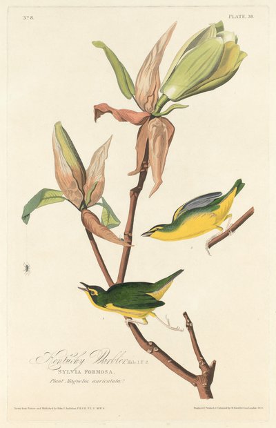 Kentucky-Waldsänger von Robert Havell after John James Audubon