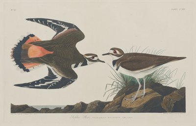 Kiebitzregenpfeifer von Robert Havell after John James Audubon