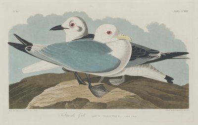 Dreizehenmöwe von Robert Havell after John James Audubon