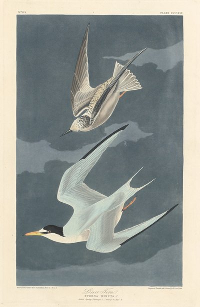 Zwergseeschwalbe von Robert Havell after John James Audubon