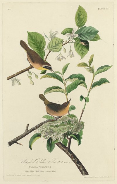 Maryland-Gelbkehlchen von Robert Havell after John James Audubon