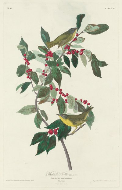 Nashville-Waldsänger von Robert Havell after John James Audubon