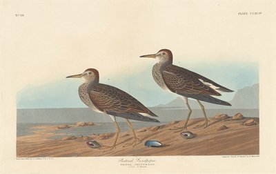 Pektoralschnepfe von Robert Havell after John James Audubon