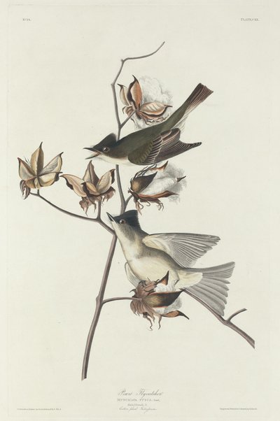 Kiebitzfliegenschnäpper von Robert Havell after John James Audubon