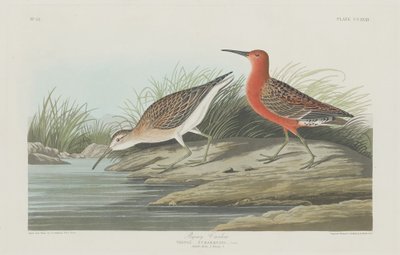 Zwergstrandläufer von Robert Havell after John James Audubon