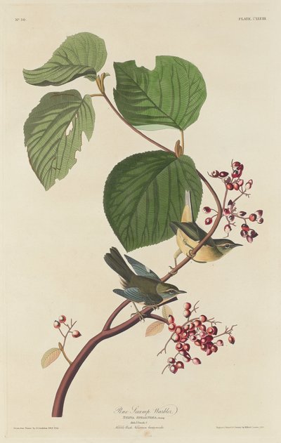 Kiefernsumpf-Waldsänger von Robert Havell after John James Audubon