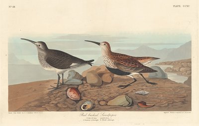 Alpenstrandläufer von Robert Havell after John James Audubon