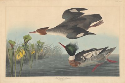 Gänsesäger von Robert Havell after John James Audubon