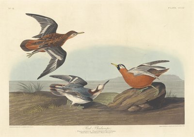 Rotschenkel-Phalarope von Robert Havell after John James Audubon