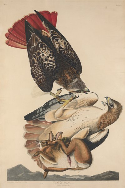 Rotschwanzbussard von Robert Havell after John James Audubon