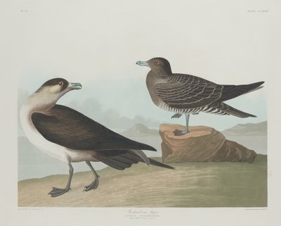 Richardsons Jäger von Robert Havell after John James Audubon