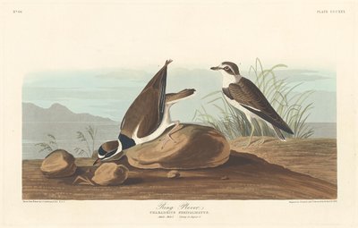 Sandregenpfeifer von Robert Havell after John James Audubon