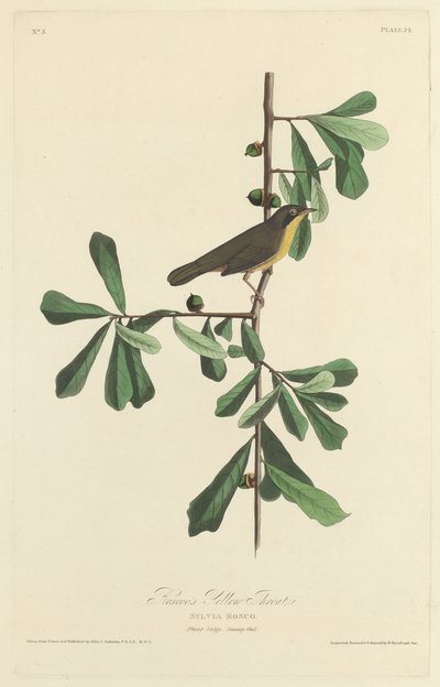 Roscoes Gelbkehlchen von Robert Havell after John James Audubon