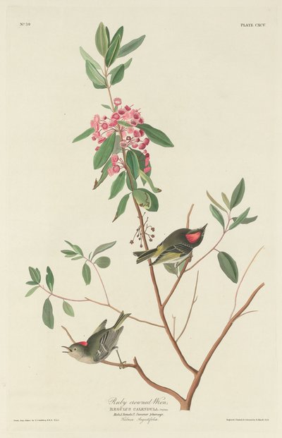Rubinkronen-Zaunkönig von Robert Havell after John James Audubon