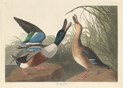 Löffelente von Robert Havell after John James Audubon