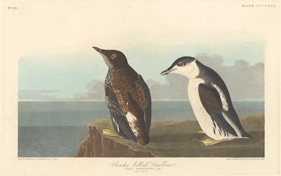 Schmalschnabel-Lumme von Robert Havell after John James Audubon