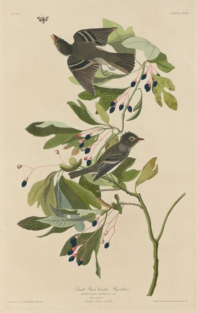 Kleiner Grünwipfel-Tyrann von Robert Havell after John James Audubon