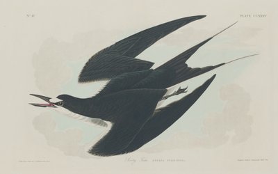 Rußseeschwalbe von Robert Havell after John James Audubon