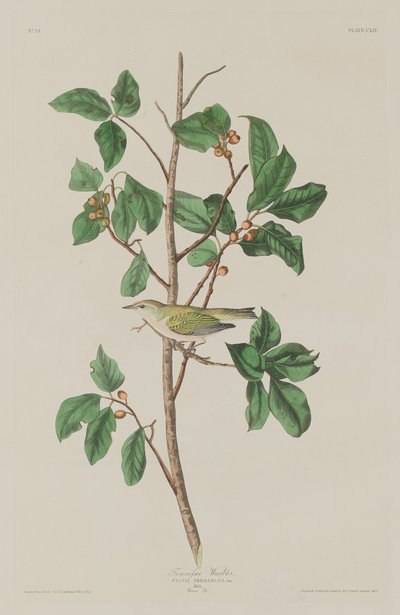 Tennessee-Waldsänger von Robert Havell after John James Audubon