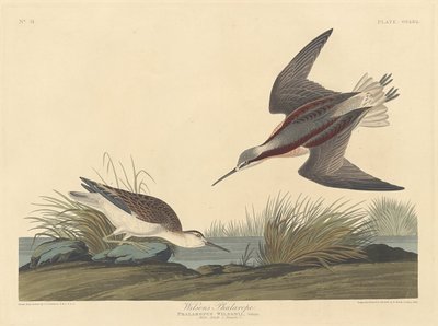 Wilson-Wassertreter von Robert Havell after John James Audubon