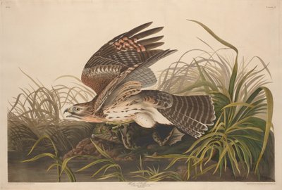 Winterfalke von Robert Havell after John James Audubon