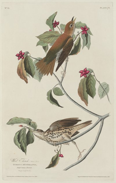 Wald-Drossel von Robert Havell after John James Audubon