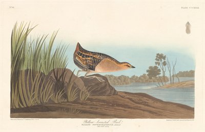 Gelbbrust-Ralle von Robert Havell after John James Audubon