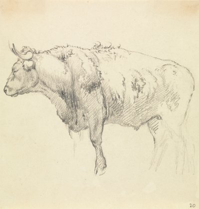 Ein Stier von Robert Hills