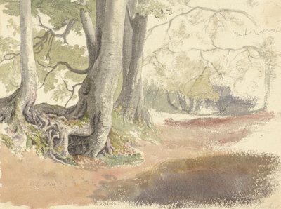 Buchenbäume von Robert Hills