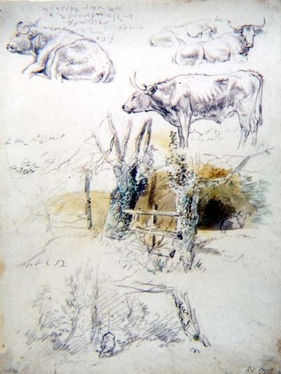 Studien von Rindern von Robert Hills