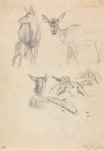 Hirsche und ihre Jungen von Robert Hills
