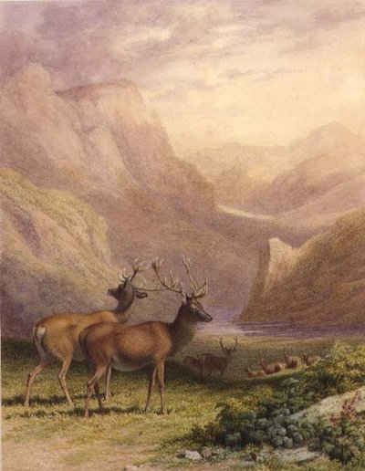 Hirsche in den Highlands von Robert Hills