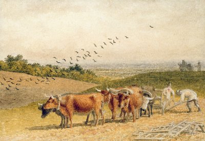 Ochsen pflügen ein Feld im Hügelland von Robert Hills