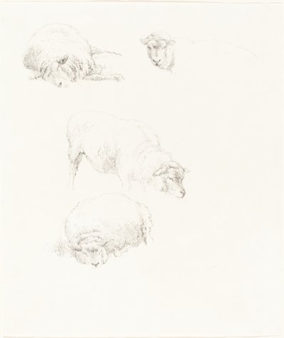 Studien von Schafen von Robert Hills