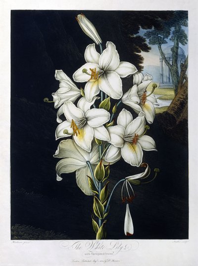 Die weiße Lilie von Robert John (after) Thornton