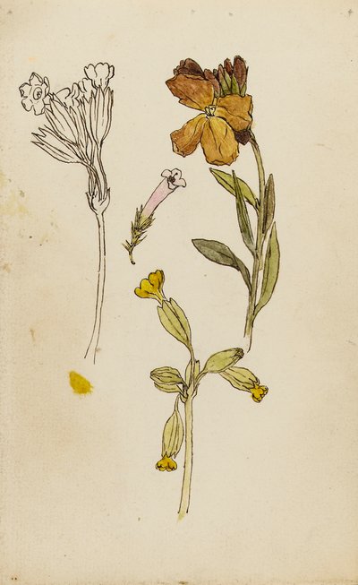 Studie von Blumen, Goldlack und Schlüsselblume von Rosa Brett
