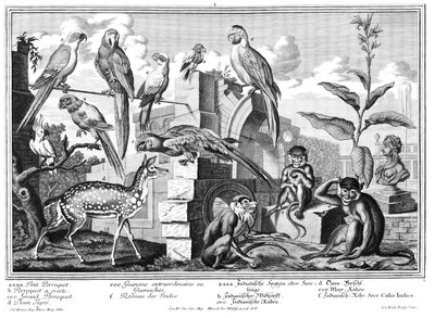 Papageien und Affen von Salomon Kleiner