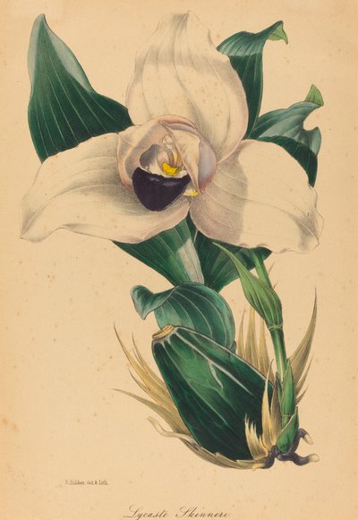Lycaste Skinneri von Samuel Holden